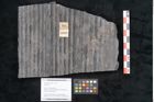 Foto (Objekt + Etikett) von Sigillaria sp.  (NHMW-GEO-2024-0188-11099)